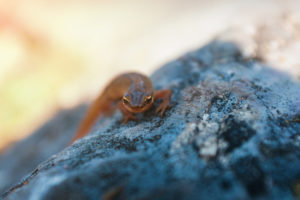 Detail of a newt on a rock at Blue Lake in National Park Harz in Germany Detail of a newt on a rock at Blue Lake in National Park Harz in Germany